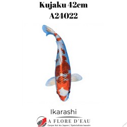 Kujaku 42cm Ikarashi Réf:A24022