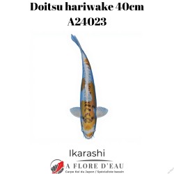 Doitsu hariwake 40cm Ikarashi Réf:A24023
