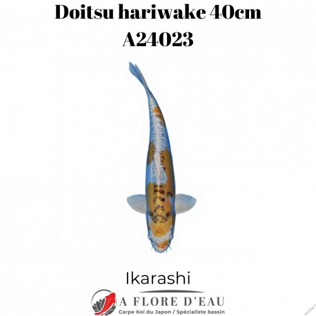Doitsu hariwake 40cm Ikarashi Réf:A24023