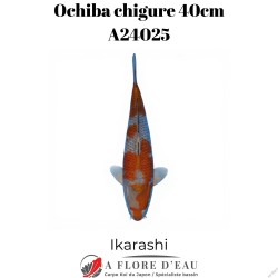 Ochiba 40cm Ikarashi Réf:A24025