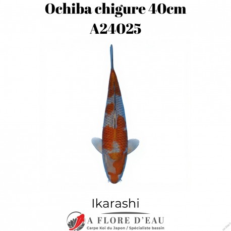 Ochiba 40cm Ikarashi Réf:A24025