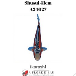 Shusui 41cm Ikarashi Réf:A24027