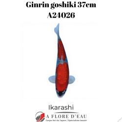 Ginrin goshiki 37cm Ikarashi Réf:A24026