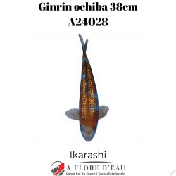 Ginrin ochiba 38cm Ikarashi Réf:A24028