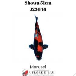 Showa 51cm J23046