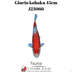 Ginrin kohaku 45cm J23066