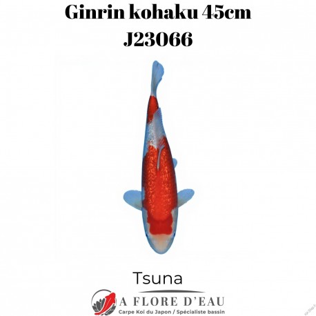 Ginrin kohaku 45cm J23066