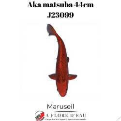 Aka matsuba 44cm Marusei J23046
