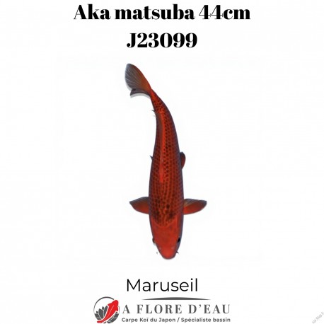 Aka matsuba 44cm Marusei J23046