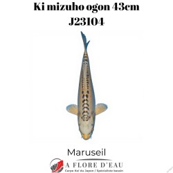 Ki mizuho ogon 43cm Marusei J23104
