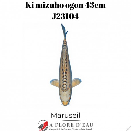 Ki mizuho ogon 43cm Marusei J23104