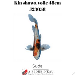 Kin showa voile 48cm Suda J23058