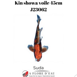 Kin showa voile 45cm Suda J23062