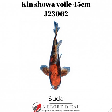 Kin showa voile 45cm Suda J23062