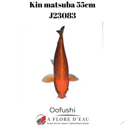 Kin matsuba 55cm Oofushi J23083