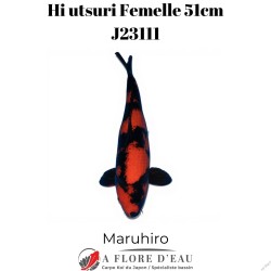 Hi utsuri Femelle 51cm J23111