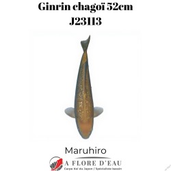 Ginrin chagoï 52cm J23113