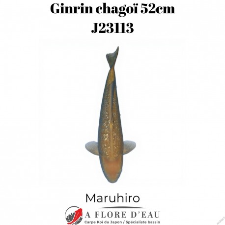 Ginrin chagoï 52cm J23113