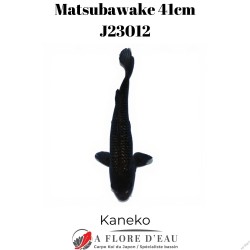Ginrin matsubawake 41cm J23012