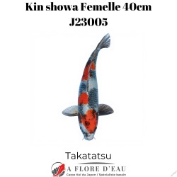 Kin showa 40cm Takatatsu J23005