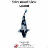 Shiro utsuri 45cm A25001