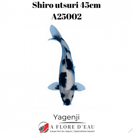 Shiro utsuri 45cm A25001