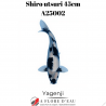 Shiro utsuri 45cm A25001