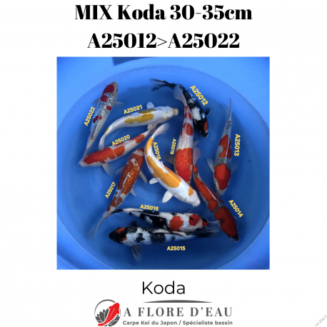 Mix Koda 30-35cm