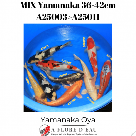 Mix Yamanaka Oya 36-42cm