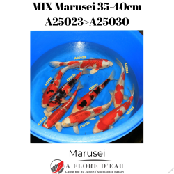 Mix Marusei 35-40cm