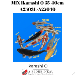 Mix Ikarashi O 35-40cm