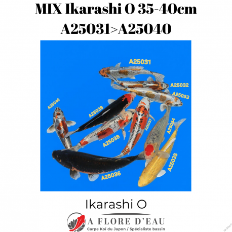 Mix Ikarashi O 35-40cm