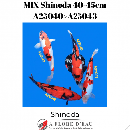 Mix Shinoda 40-45cm