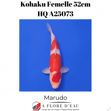 Kohaku Femelle HQ 52cm