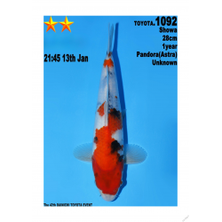 Showa Jumbo Toyota Dainichi 28cm