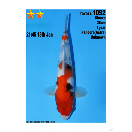 Showa Jumbo Toyota Dainichi 28cm