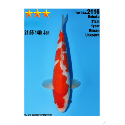 Kohaku Jumbo Toyota Dainichi 31cm