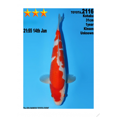 Kohaku Jumbo Toyota Dainichi 31cm