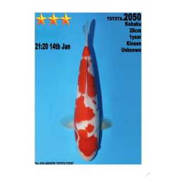 Kohaku Jumbo Toyota Dainichi 28cm