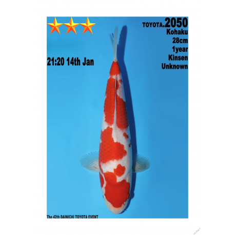 Kohaku Jumbo Toyota Dainichi 28cm