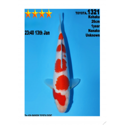 Kohaku Jumbo Toyota Dainichi 26cm