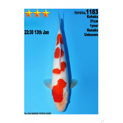 Kohaku Jumbo Toyota Dainichi 31cm