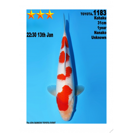 Kohaku Jumbo Toyota Dainichi 31cm