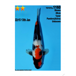 Showa Jumbo Toyota Dainichi 28cm