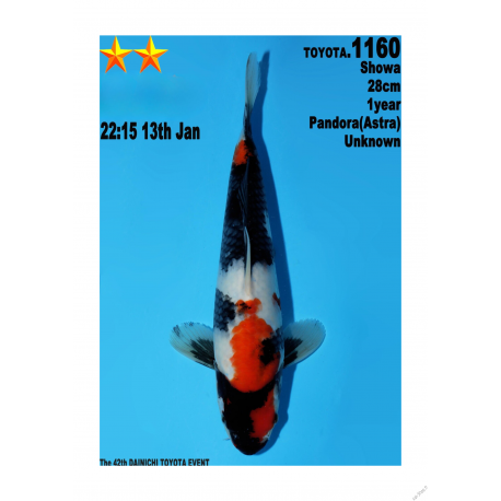 Showa Jumbo Toyota Dainichi 28cm