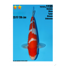 Kohaku Jumbo Toyota Dainichi 28cm