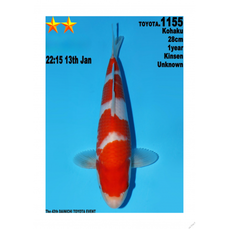 Kohaku Jumbo Toyota Dainichi 28cm
