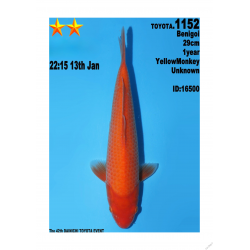 Benigoï Jumbo Toyota Dainichi 29cm