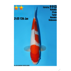 Kohaku Jumbo Toyota Dainichi 31cm