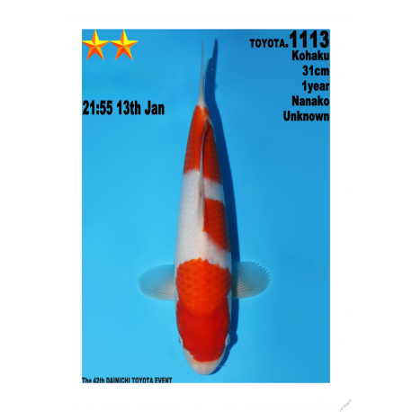 Kohaku Jumbo Toyota Dainichi 31cm